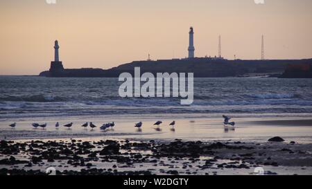 Girdle Ness Lighthouse at Dawn with Herring Gulls on the Aberdeen Beach. Scotland, UK. Stock Photo