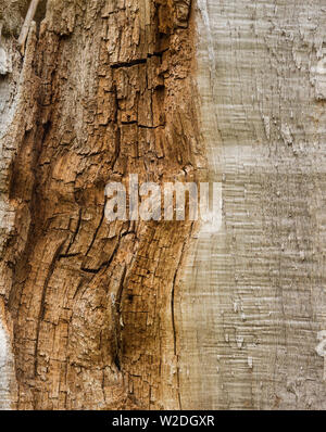 The trunk of a partially rotten tree that snapped in a gale. Rotten wood on the left, sound wood split along the grain on the right. Stock Photo