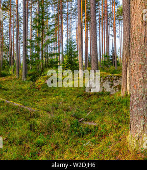 Panorama of coniferous autumn forest with yellow leaves on small trees. Stock Photo