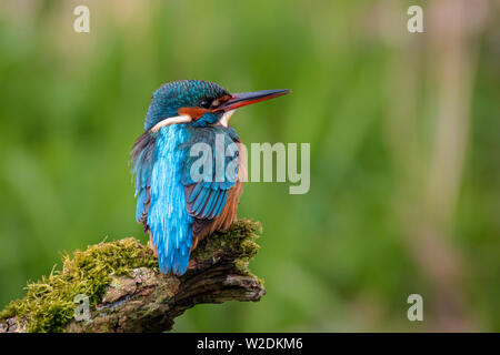 Kingfisher alcedo atthis sitting on a mossy brach with green background Stock Photo