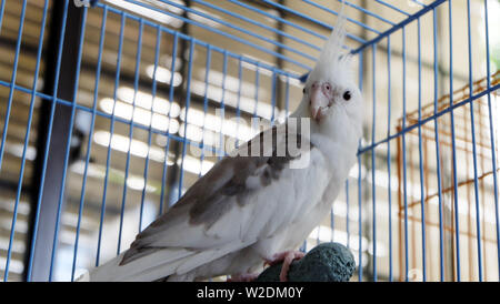 White faced pied cockatiel standing on a perch inside a cage, facing and looking directly at the camera. Stock Photo