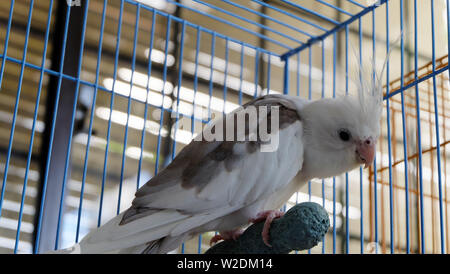 White faced pied cockatiel standing on a perch inside a cage. Its back slightly hunched, and its expression looks like it is angry or glaring. Stock Photo