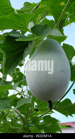 A wax gourd fruit growing among its vines. The fruit of Benincasa hispida, the wax gourd, is used in various asian and southeast asian cuisine. Stock Photo