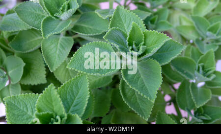 Plectranthus amboinicus, also called Cuban oregano or Mexican mint. It is widely cultivated in the tropics and used as traditional medicine or spice. Stock Photo