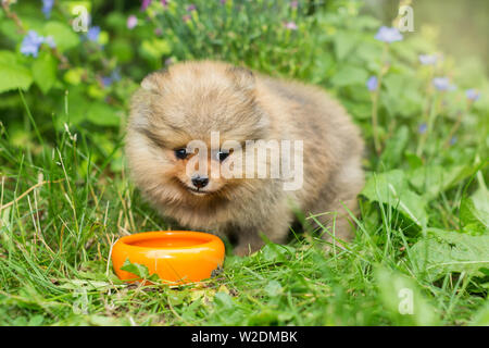 Little Spitz puppy eats on the street with the orange bowl Stock Photo