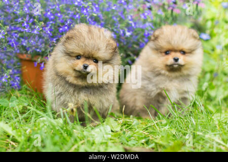 Two little Spitz puppies walking on the green grass Stock Photo