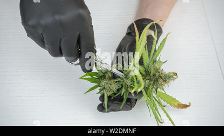 The person in the black gloves are trimming medical marijuana buds. Fresh harvest of cannabis plant. Cannabis is a concept of herbal medicine Stock Photo