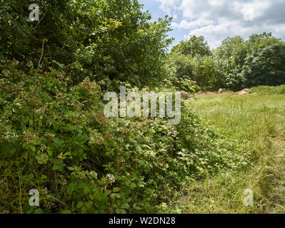 Agricultural hedgerow with flowering shrubs grown on Kent farmland, England, United Kingdom, Europe Stock Photo