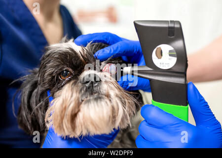 A veterinary ophthalmologist makes a medical procedure, examines a dog's eyes with the help of an ophthalmologic veterinary tonometer at a veterinary Stock Photo