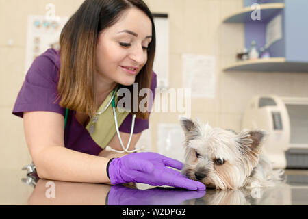 Beautiful brunette doctor vet examines a small cute dog breed Yorkshire Terrier at a veterinary clinic. Happy dog on medical examination. Blurred back Stock Photo