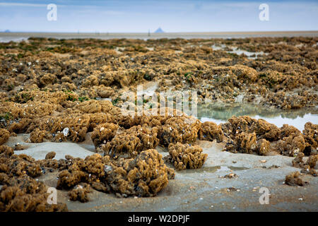Reef of honeycomb worms in the bay of Le Mont-Saint-Michel (St. Michael's Mount) in Brittany, north-western France. Reef of honeycomb worms (Sabellari Stock Photo