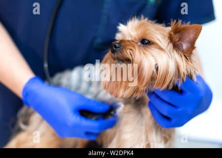 Professional vet doctor examines a small dog breed Yorkshire Terrier using a stethoscope. A young male veterinarian of Caucasian appearance works in a Stock Photo