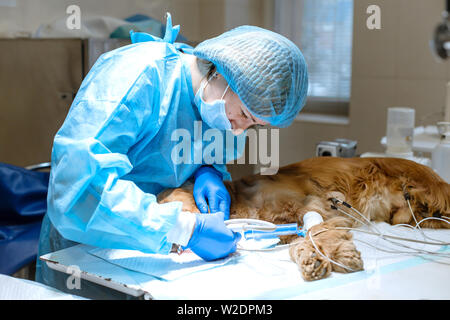 A vet surgeon brushes his dog's teeth under anesthesia on the operating table. Sanitation of the oral cavity in dogs. Dentist veterinarian treats teet Stock Photo