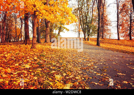 Autumn landscape - orange park trees and fallen autumn leaves on the road in city park in sunny autumn evening. Colorful sunny autumn scene Stock Photo