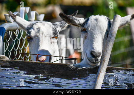 Curious Nigerian pygmy goats Stock Photo