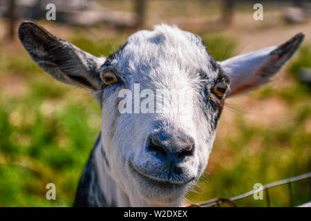 Curious Nigerian pygmy goats Stock Photo