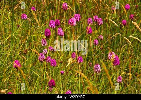 One of the gains from Council cutbacks is the resugence of wildflowers in areas left to grow and not constantly mown or strimmed. Stock Photo