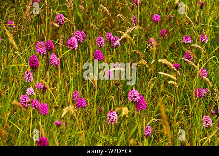 One of the gains from Council cutbacks is the resugence of wildflowers in areas left to grow and not constantly mown or strimmed. Stock Photo