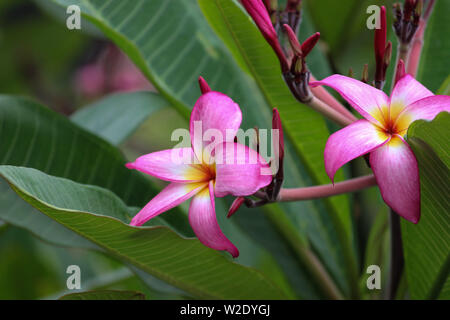 PINK FLOWERS Stock Photo