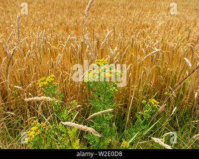 Close up of ragwort against a background of golden grasses and field crops Stock Photo