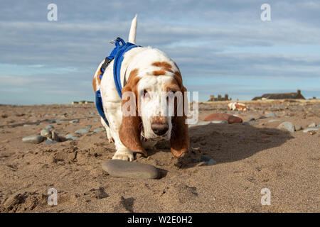 Low-level view of a Basset Hound following a trail on a beach, England Stock Photo