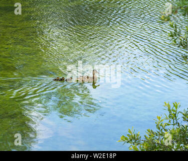 Mother Mallard duck with three chicks in tow Stock Photo