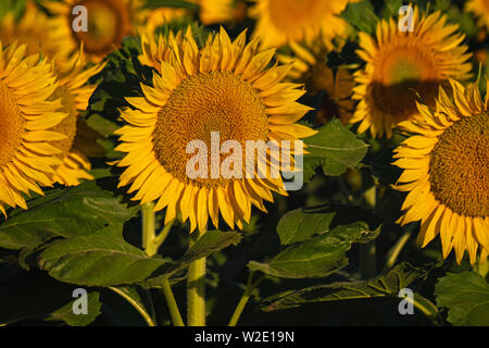 Sunflower fields Dixon California Stock Photo