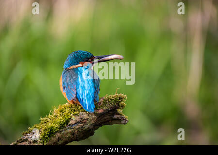 Kingfisher alcedo atthis sitting on a mossy brach with small fish in beak with green background Stock Photo