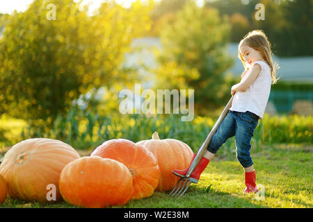 Cute little girl having fun with huge pumpkins on a pumpkin patch. Kid picking pumpkins at country farm on warm autumn day. Family time at Thanksgivin Stock Photo