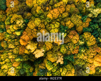 Aerial top down view of autumn forest with green and yellow trees. Mixed deciduous and coniferous forest. Beautiful fall scenery in Vilnius city, Lith Stock Photo