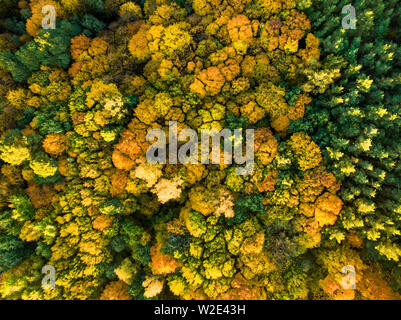 Aerial top down view of autumn forest with green and yellow trees. Mixed deciduous and coniferous forest. Beautiful fall scenery in Vilnius city, Lith Stock Photo