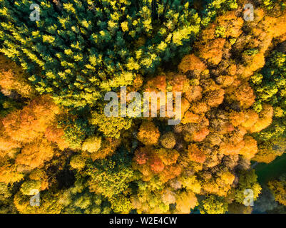 Aerial top down view of autumn forest with green and yellow trees. Mixed deciduous and coniferous forest. Beautiful fall scenery in Vilnius city, Lith Stock Photo