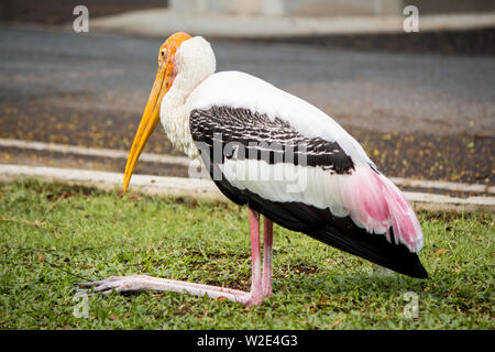 Painted stork on green grass in the park. Stock Photo