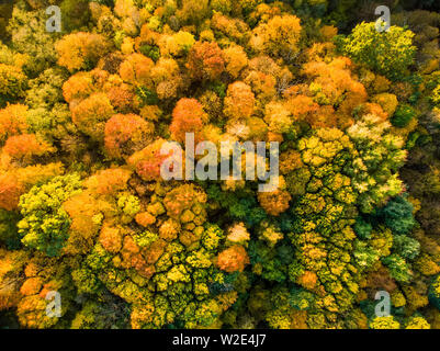 Aerial top down view of autumn forest with green and yellow trees. Mixed deciduous and coniferous forest. Beautiful fall scenery in Vilnius city, Lith Stock Photo