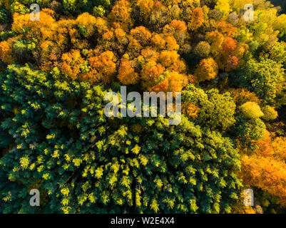 Aerial top down view of autumn forest with green and yellow trees. Mixed deciduous and coniferous forest. Beautiful fall scenery in Vilnius city, Lith Stock Photo