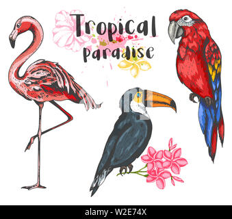 Pink flamingo, toucan and red parrot on a white background. Set of hand drawn tropical birds. Stock Photo