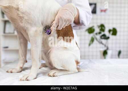 The veterinarian listens to the dog with a stethoscope. Stock Photo
