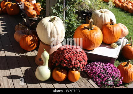 Fall Mums and Pumpkin Season Stock Photo