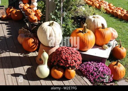 FALL GOURDS and MUMS Stock Photo