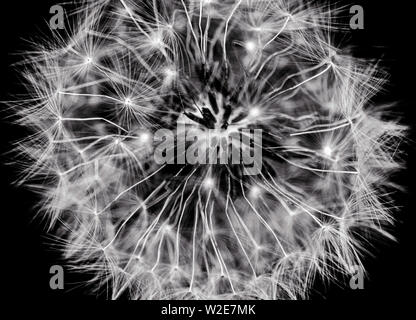 CLOSE UP OF DANDELION SEED HEAD Stock Photo