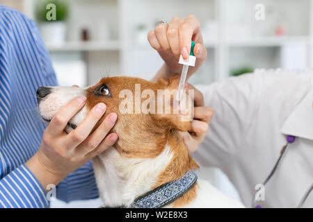 The vet buries drops in the ears of the dog. The owner keeps the dog. Blurred background of veterinary clinic. Stock Photo