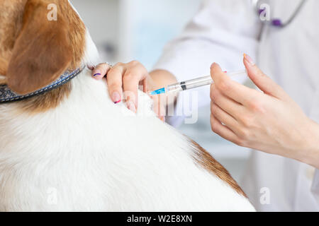 The vet makes a dog an injection syringe. Blurred background of veterinary clinic. Stock Photo