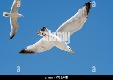 Two European herring gulls (Larus argentatus) in flight against blue sky Stock Photo