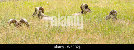 Abstract Image of Big Horned Goats Camouflaged in the Tall Grass in the Black Hills National Forest of South Dakota Stock Photo