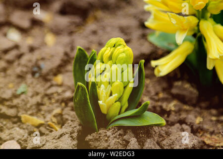 Light yellow hyacinth flower or hyacinthus in spring garden close up. Flowering pastel fragrant hyacinths Stock Photo