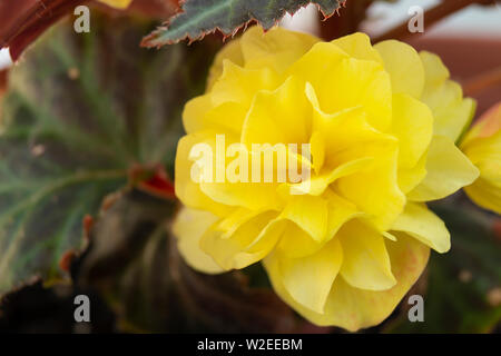 Flower begonia on dark background grows in garden at year day Stock Photo
