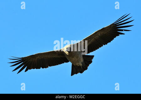 A juvenile Andean Condor (Vultur gryphus) circling on morning thermals in the Torres del Paine National Park in Chilean Patagonia. Stock Photo