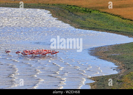 A flock of wild Chilean Flamingos (Phoenicopterus chilensis) in a lake in the Torres del Paine National Park in Chilean Patagonia. Stock Photo