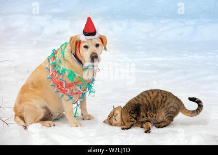 Funny cat and dog are best friends playing together. Dog wearing Santa hat and entangled in colorful streamer, cat lying in the snow Stock Photo