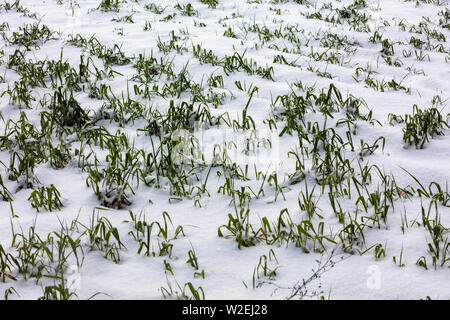 field with grass covered with first snow Stock Photo - Alamy